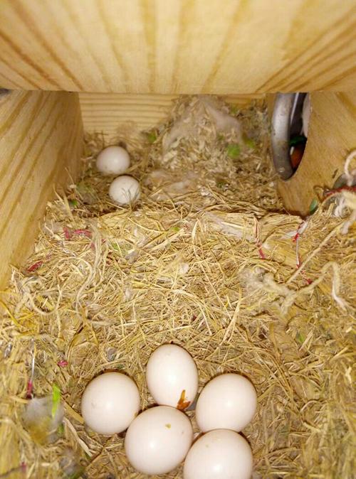 牡丹鹦鹉孵了十几天蛋,今天发现扔出一颗,是不是那些也可能孵不出来了