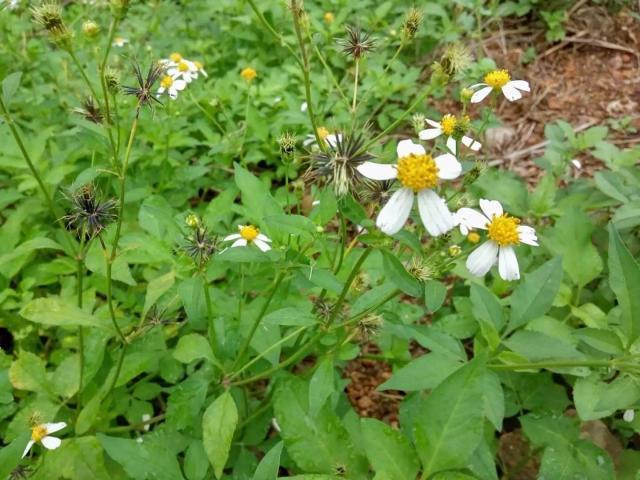 农村常见的鬼针草能吃吗?可以了解一下