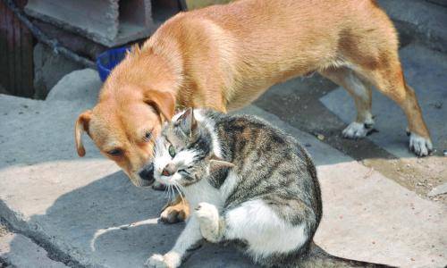 猫咪喜欢被人亲吗?希望那些亲亲抱抱举高高的心里有