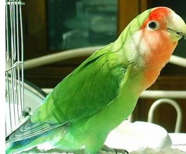 一对包邮 宠物鸟 鹦鹉 绿桃牡丹幼鸟 牡丹鹦鹉 绿桃 说话鹦鹉活体