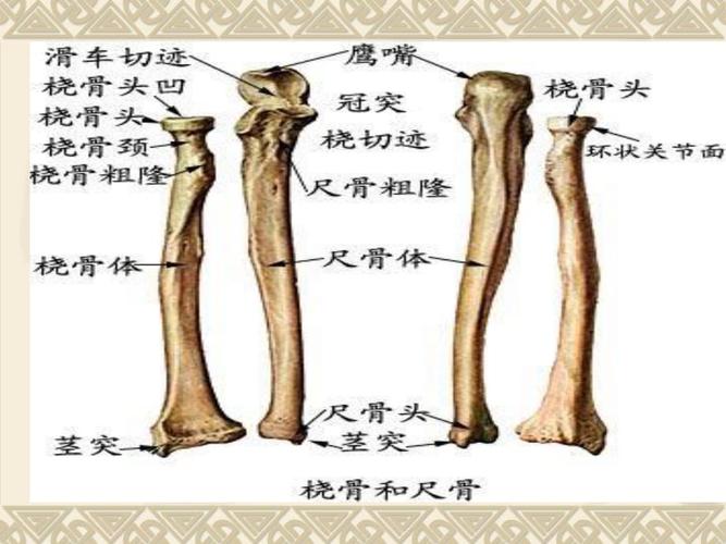 尺桡骨骨折术后功能锻炼.ppt