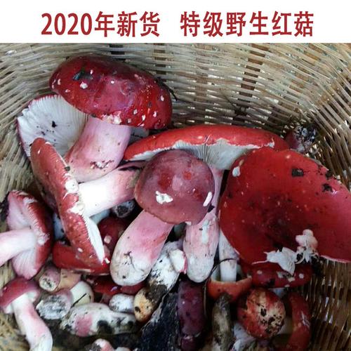 购客250g 云南特级大红菌 红菇 野生正宗红菇 红菌菇干货 食用菌子
