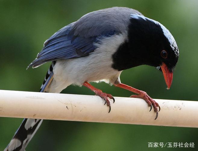 红嘴蓝鹊,为鸦科蓝鹊属的鸟类,尾巴长而可爱