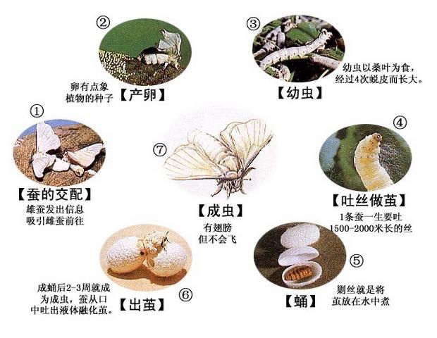 通过这次养蚕活动,我参与守护了蚕宝宝短暂的一生,我喜欢养蚕.