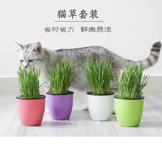 猫草种子猫草水培猫咪去毛球猫毛草化毛小麦种植套装水培7000颗_7折