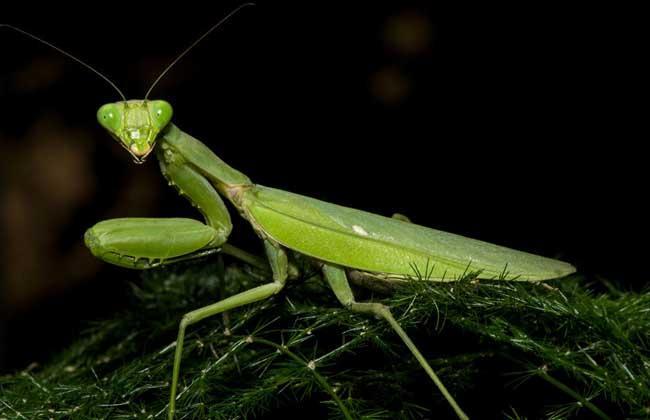 扩展资料: 螳螂为陆栖捕