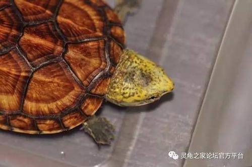 蝎泽龟的4个亚种 白喉泥龟与红面泥龟的区分