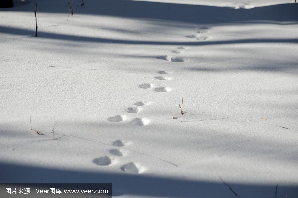 雪,野兔,森林,脚印,寒冷