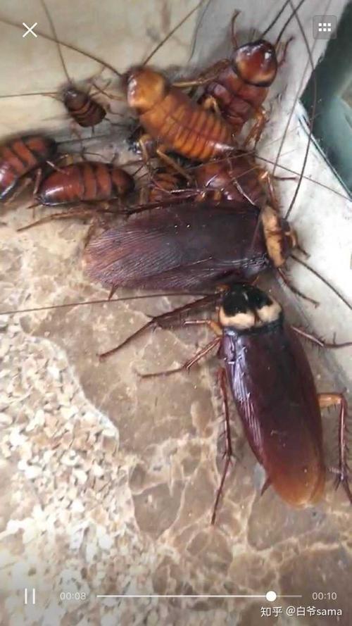 南方的蟑螂真的很可怕吗