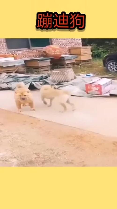 当狗学会了蹦迪