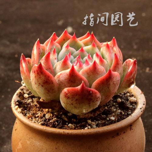 吉娃娃桃太郎水蜜桃大单头多肉植物新手好养室内花卉盆栽指间园艺