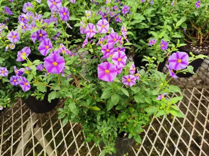 蓝花茄盆栽花苗蓝茄花多年生灌木阳台花园耐寒耐冻植物包成活包邮