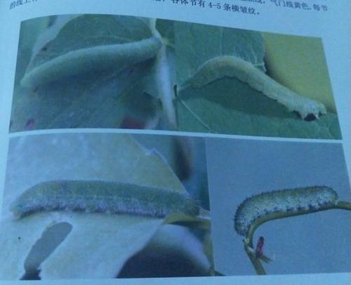 菜粉蝶幼虫