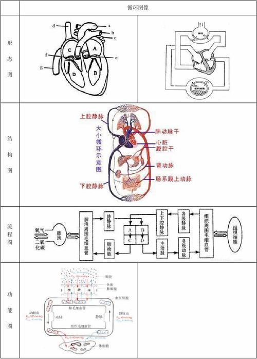 学生必画的生物图——04循环系统——3系统