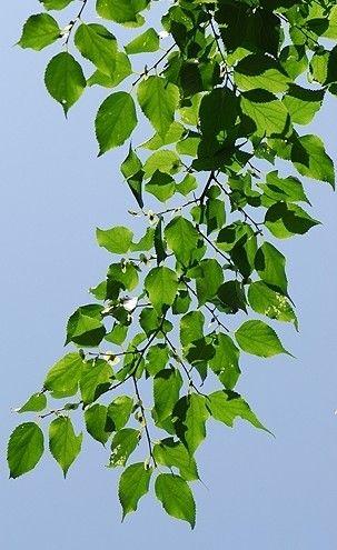 青檀树