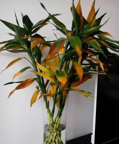 富贵竹子黄叶是什么原因