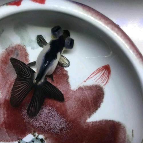 熊猫蝶尾,冷水鱼,蝶尾金鱼