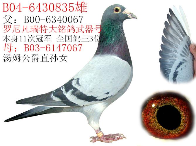 查看大图 详细介绍: 父:b04-6340067比利时凡瑞特作出,大铭鸽"武器号