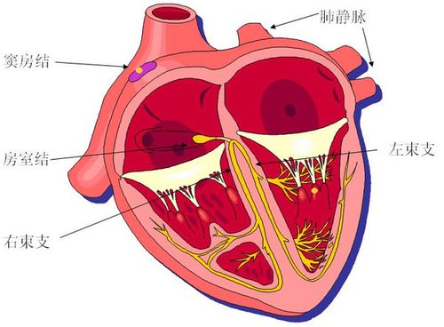 心脏的工作原理和立体模型在以往印象中,心脏是靠实力胜出那一挂的