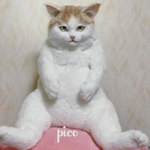 日本网友种草网红猫包,收到后猛男大哭