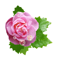 【免抠透明动态花草】〖小装饰物〗 - 在水一方 - 在水一方娱乐博客