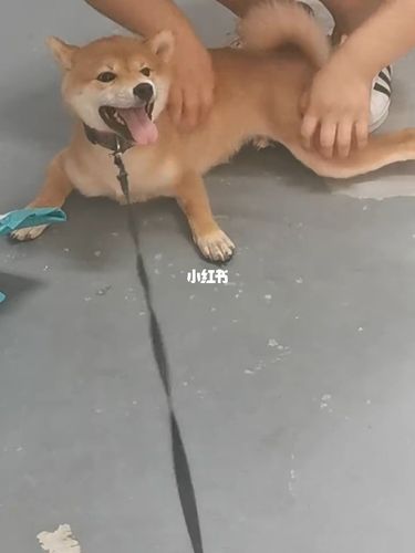 柴犬/没有良心的小狗狗_柴犬_狗狗_宠物_狗_晒狗