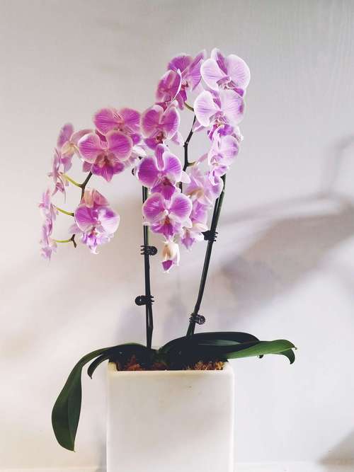 水晶蝴蝶兰之一