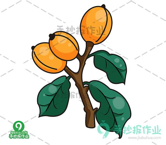 枇杷简笔画