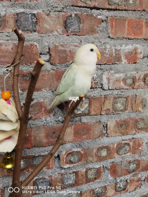 苹果绿牡丹鹦鹉_牡丹_牡丹鹦鹉_宠物_宠物其他