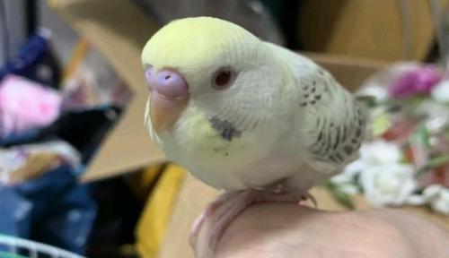 听话的红眼虎皮鹦鹉