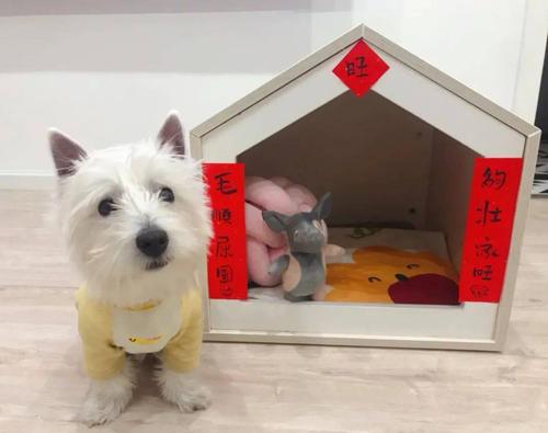 快来给你家毛孩子也贴副对联吧!