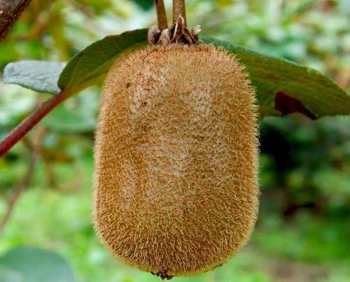 绘画教程|油画棒画猕猴桃