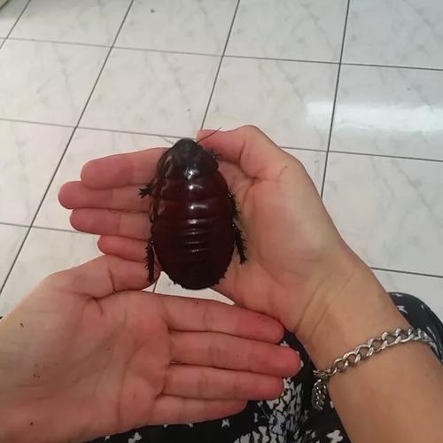 世界最大的蟑螂.可以当!宠!物!