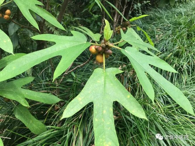 被誉为"广东人参",功效类似黄芪,却补气而不上火的五指毛桃