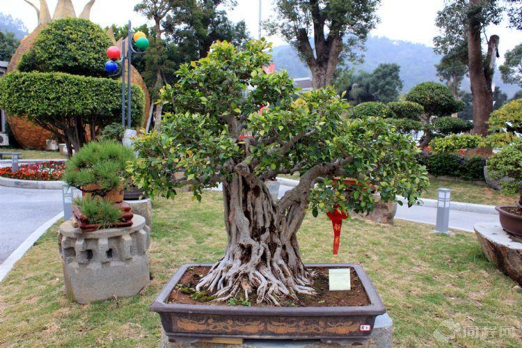 福建东南花都——2012年获奖盆景