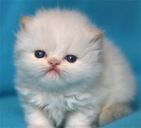 喜马拉雅猫