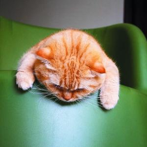 这个春天,我愿做只睡不醒的小懒猫(组图)