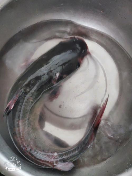 清江鱼怎么做_清江鱼的做法_豆果美食