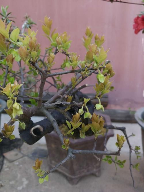 金弹子,第一年开花,没有母花,挂果未成功,遗憾中.