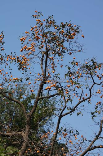 深秋时节,柿子树红叶落尽,而红彤彤的果实则继续挂在枝头,成为秋日的