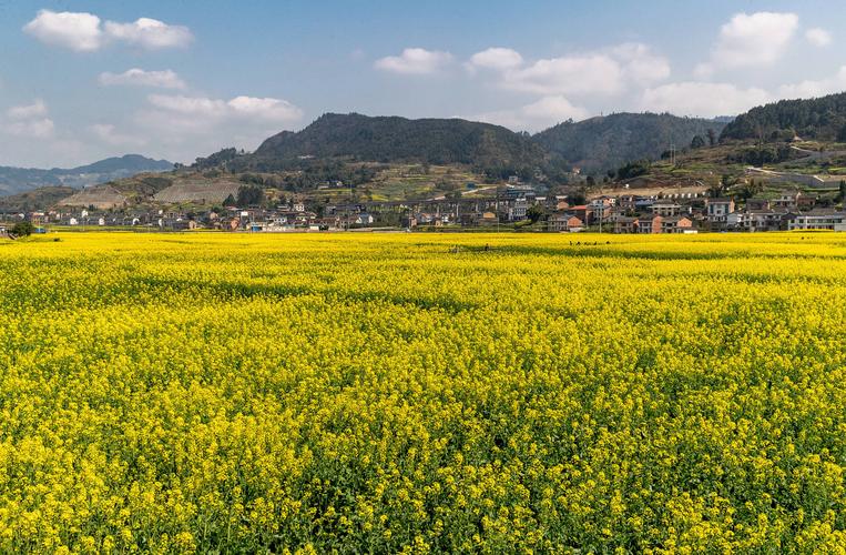 重庆南川:踏青赏花享春光