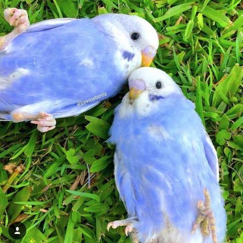 超萌超仙的虎皮鹦鹉,个个都像小仙女