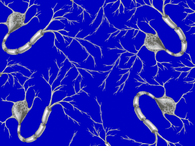 但是我们目前可以知道可塑性是人类大脑神经突触的重要特征
