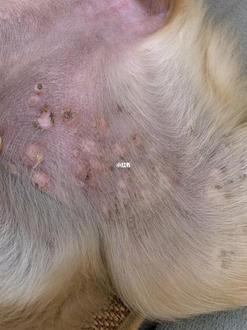 狗狗肚子长红疹,脓泡,小心脓皮症!