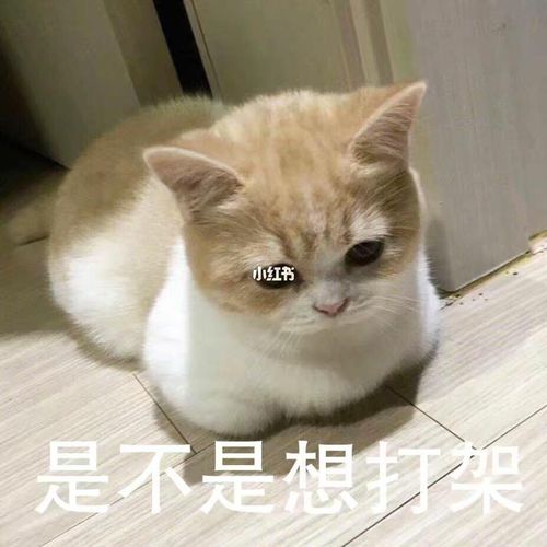 笨蛋#表情包_表情包_我最爱的表情包_素材_表情包