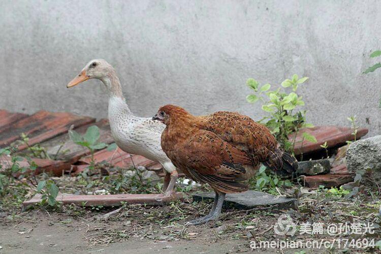 姜湾奇观:小公鸭小母鸡出双入对,形影不离