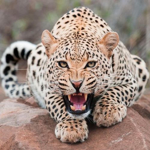 偷猎为何屡禁不止|野生动物|二级保护动物|豹子_网易订阅