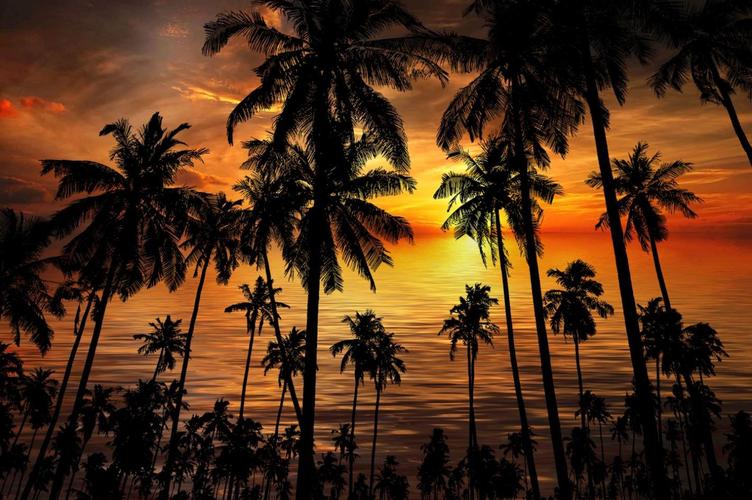 4k日落黄昏棕榈树金色海滩超高清壁纸