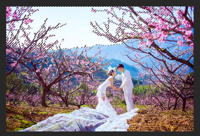 photoshop鲜艳亮丽的桃花风景婚纱照片
