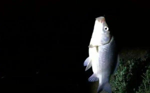 【钓鱼技巧】夜钓大鲫鱼狠招数,渔获翻倍很容易